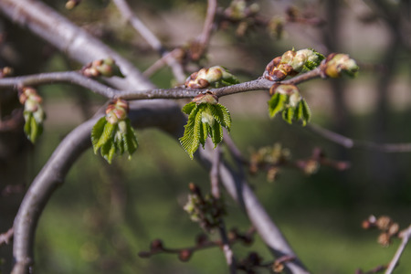 Young small leaves and buds of flowers on a tree in the spring.の写真素材