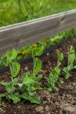 Young small sprouts of peas in a kitchen garden.