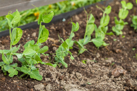 Young small sprouts of peas in a kitchen garden.の写真素材