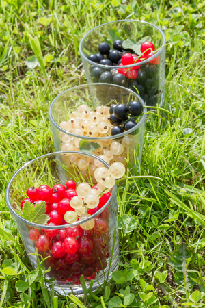 Freshly picked garden currant in glass containers on grass.の写真素材