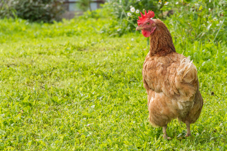 Free range chickens grazing on grass in the summer.の写真素材