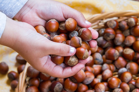 Hazelnuts in the girl's hands.の写真素材