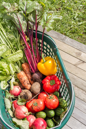 Fresh organic carrots, beet, potatoes, cucumbers, tomatoes, sweet peppers and apples in a green garden basket.の写真素材