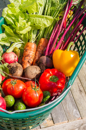 Fresh organic carrots, beet, potatoes, cucumbers, tomatoes, sweet peppers and apples in a green garden basket.の写真素材