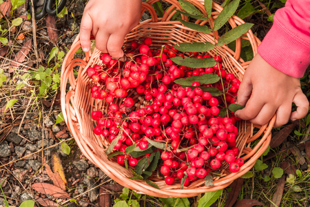 The girl collecting ripe berries into her basket.の写真素材