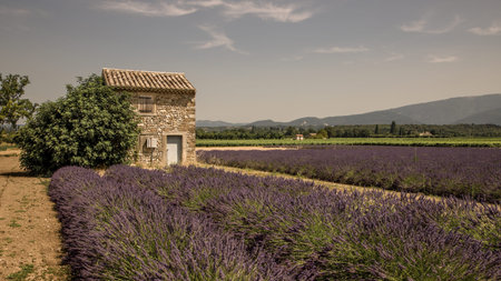 shed in a lavender field in Drôme Provençale