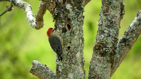A bird sitting on a branch. Early in the morning, the bird sits on a beautiful branch on a green background of tree leaves. The sun beautifully illuminates the modelの写真素材