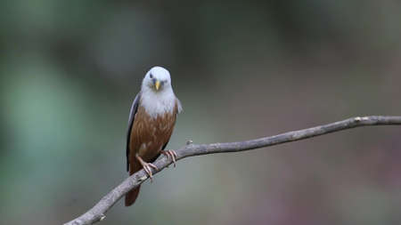 A bird sitting on a branch. Early in the morning, the bird sits on a beautiful branch on a green background of tree leaves. The sun beautifully illuminates the modelの写真素材