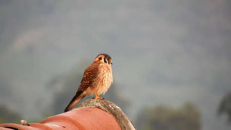 A brown bird stands on a red tile on a gray blurry autumn backgroundの写真素材