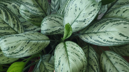 Beautiful aglaonema blooming green leaves in a pot