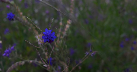 A beautiful colorful meadow with wild flowers at sunset on a sunny summer day. summer seasonの写真素材