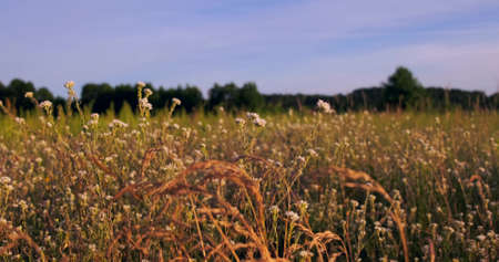 A beautiful colorful meadow with wild flowers at sunset on a sunny summer day. summer seasonの写真素材
