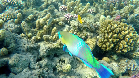 The underwater world of the red sea, coral reef and marine fish