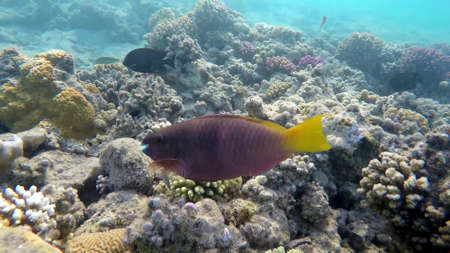 The underwater world of the red sea, coral reef and marine fishの写真素材
