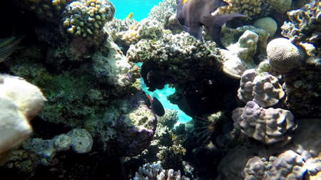 The underwater world of the red sea, coral reef and marine fishの写真素材