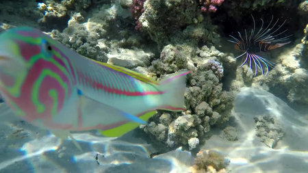 The underwater world of the red sea, coral reef and marine fish