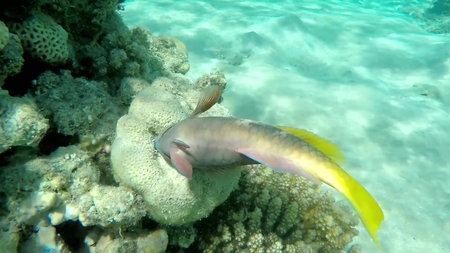 The underwater world of the red sea, coral reef and marine fish