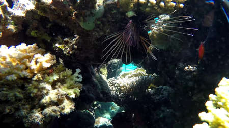 The underwater world of the red sea, coral reef and marine fishの写真素材