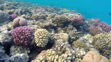 The underwater world of the red sea, coral reef and marine fishの写真素材