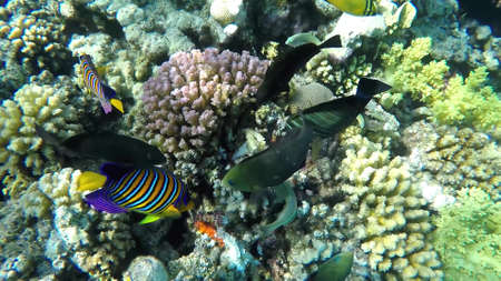 The underwater world of the red sea, coral reef and marine fishの写真素材