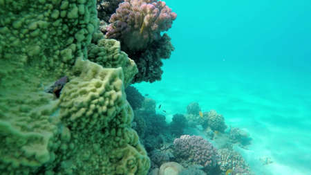 The underwater world of the red sea, coral reef and marine fishの写真素材
