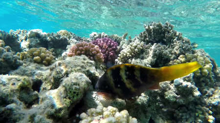 The underwater world of the red sea, coral reef and marine fishの写真素材