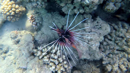 The underwater world of the red sea, coral reef and marine fishの写真素材