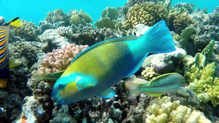 The underwater world of the red sea, coral reef and marine fishの写真素材