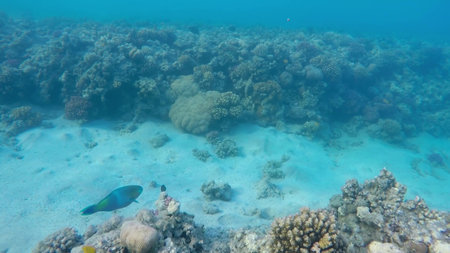 The underwater world of the red sea, coral reef and marine fish