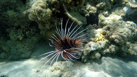 The underwater world of the red sea, coral reef and marine fishの写真素材