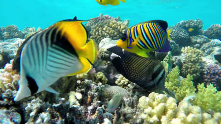 The underwater world of the red sea, coral reef and marine fishの写真素材