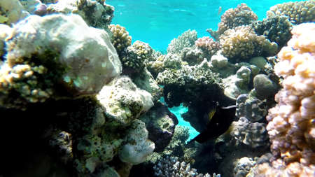 The underwater world of the red sea, coral reef and marine fishの写真素材