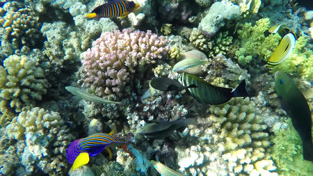 The underwater world of the red sea, coral reef and marine fish