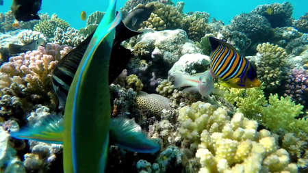 The underwater world of the red sea, coral reef and marine fishの写真素材