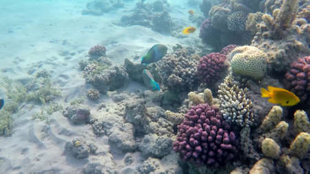 The underwater world of the red sea, coral reef and marine fishの写真素材