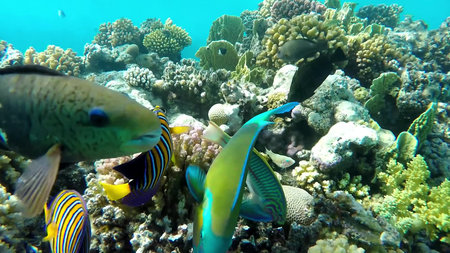 The underwater world of the red sea, coral reef and marine fish