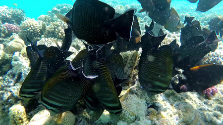 The underwater world of the red sea, coral reef and marine fish