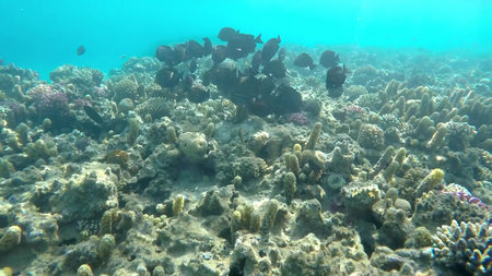 The underwater world of the red sea, coral reef and marine fish
