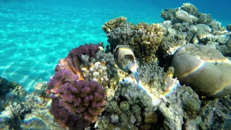 The underwater world of the red sea, coral reef and marine fishの写真素材