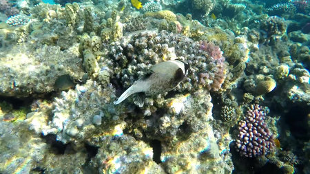 The underwater world of the red sea, coral reef and marine fish