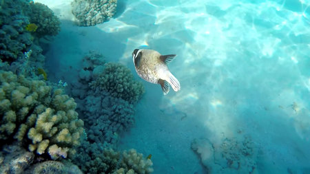 The underwater world of the red sea, coral reef and marine fish