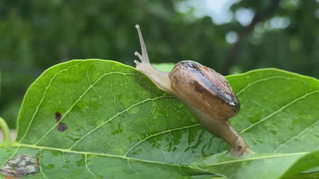 The snail crawls along the leaf slowly moving along the leavesの写真素材