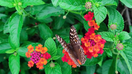 A butterfly collects nectar from a flower, close-up. A beautiful butterfly on a flower on the background of a green summer fieldの写真素材