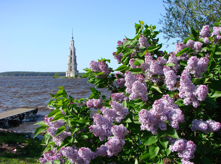 Kalyazin. Russia. Belfry and blooming lilacs.の写真素材