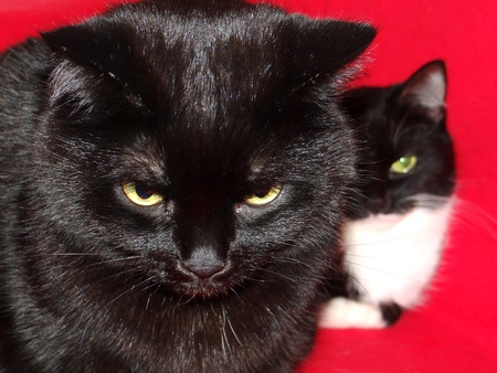 Two cats on a red background.の写真素材