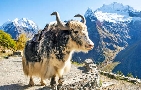 Yak (bull) against the background of the mountains. Dombay. Karachay-Cherkessia. Caucasus. Russiaの写真素材