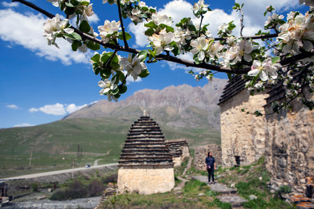 Blooming trees against the background of the crypts of the City of the Dead. Dargavs. North Ossetia....