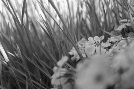 nature photoの写真素材