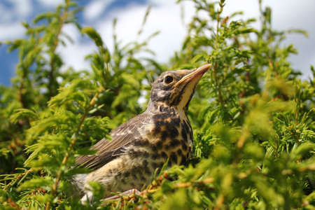 nature photoの写真素材