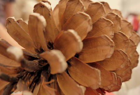 pine cone closeupの写真素材